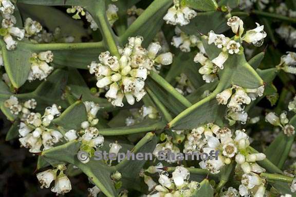 colletia paradoxa 5 graphic